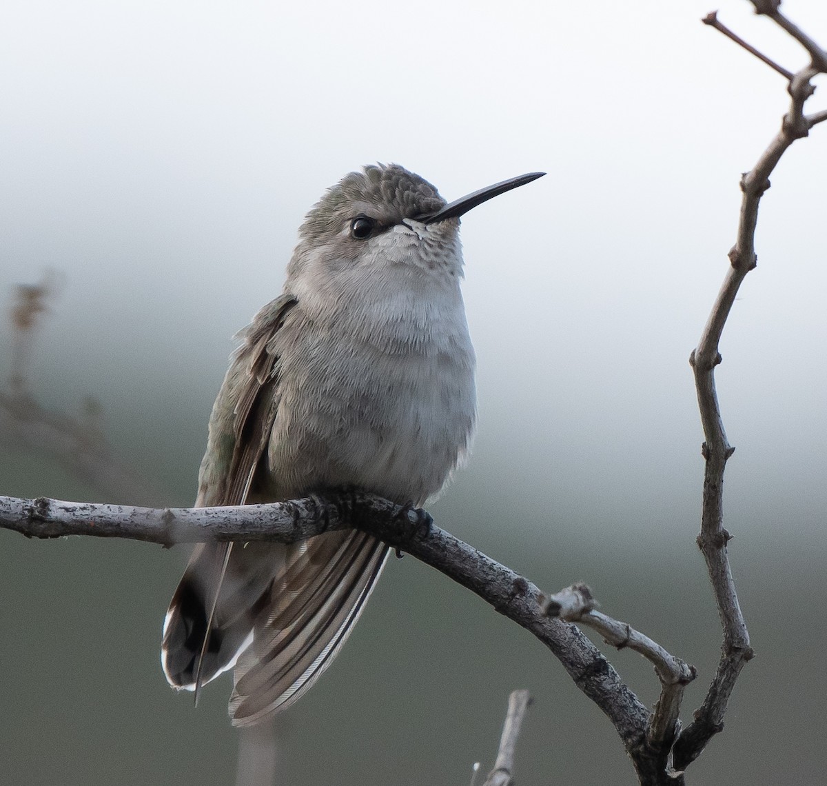 Costa's Hummingbird - ML533992511