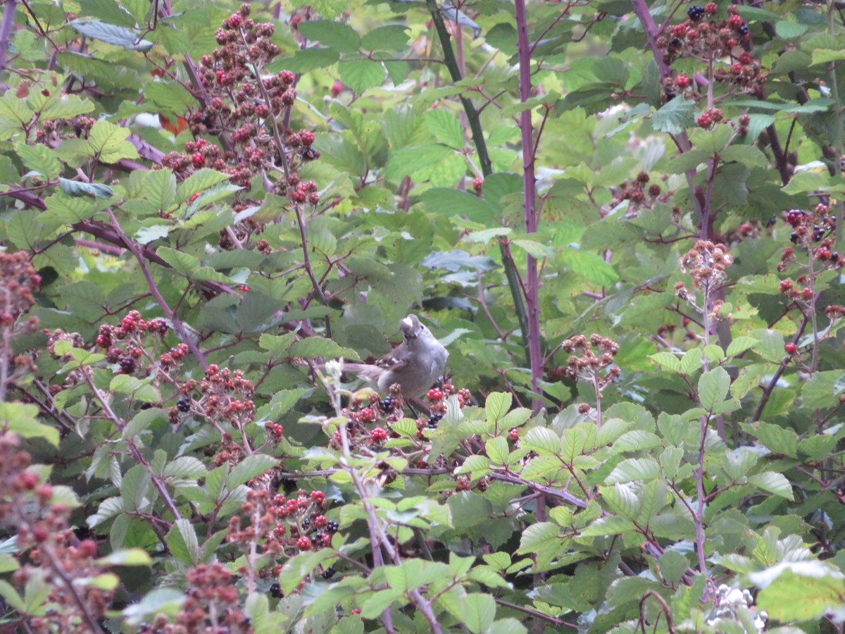 White-crested Elaenia - ML533993181