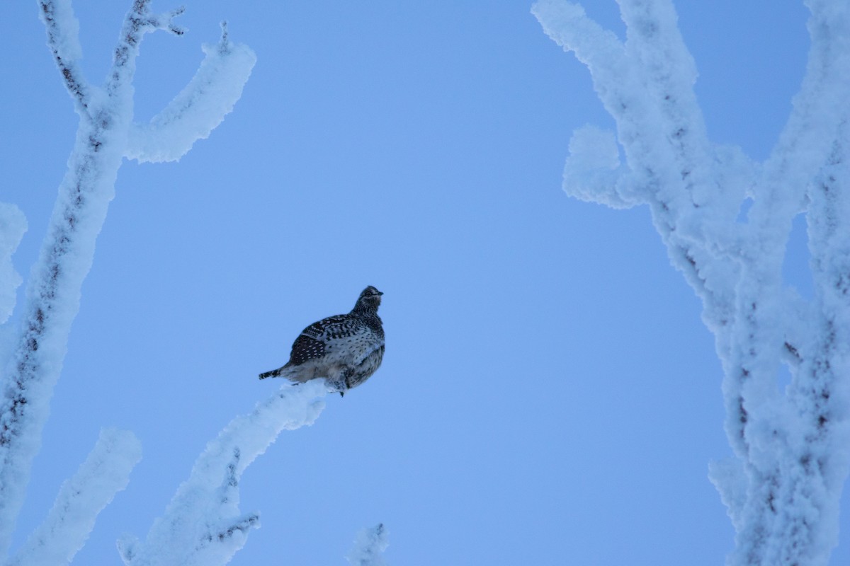 Sharp-tailed Grouse - ML533996591