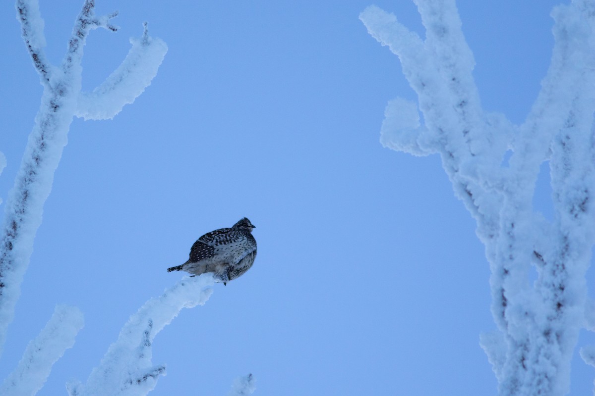 Sharp-tailed Grouse - ML533996601