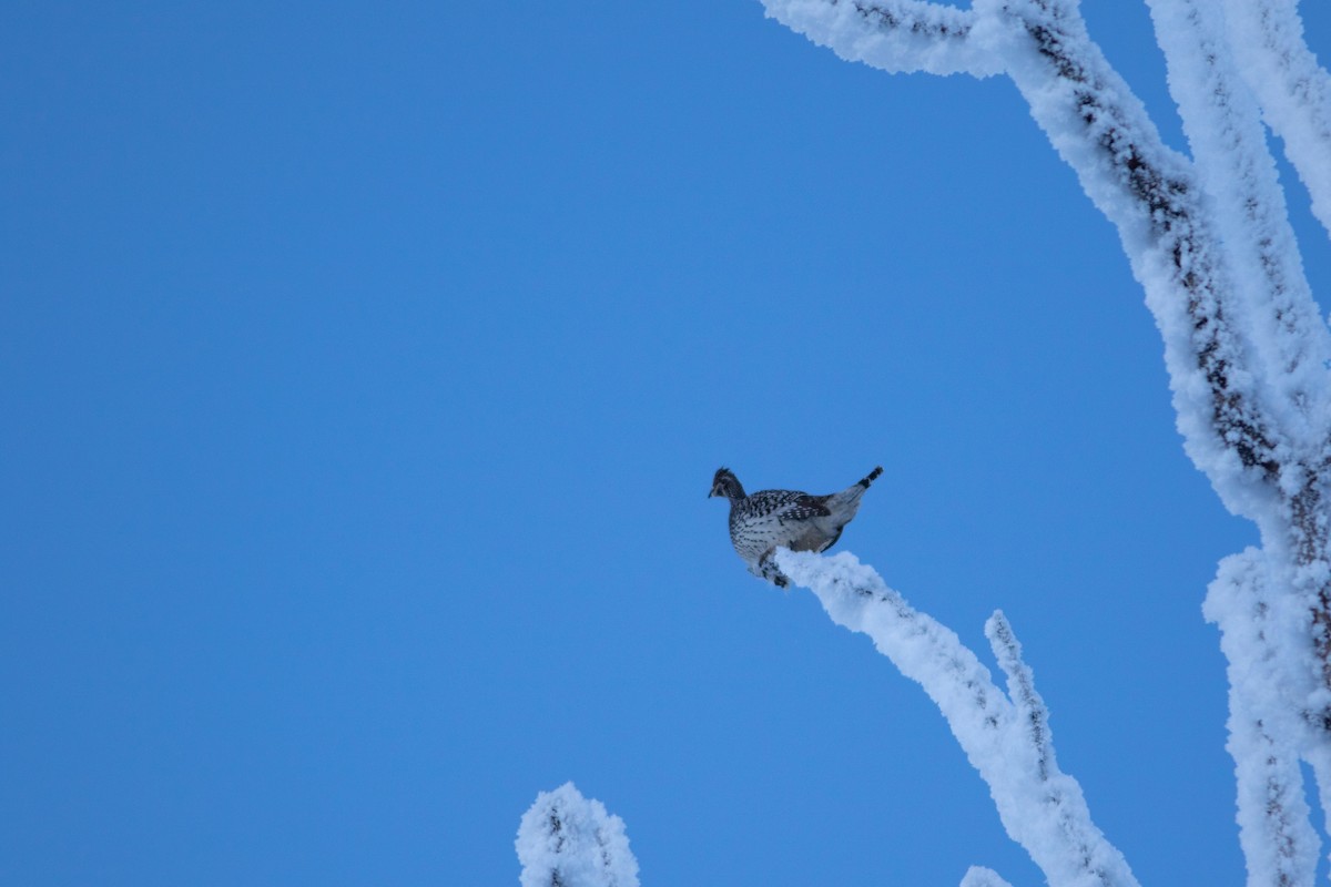 Sharp-tailed Grouse - ML533996611