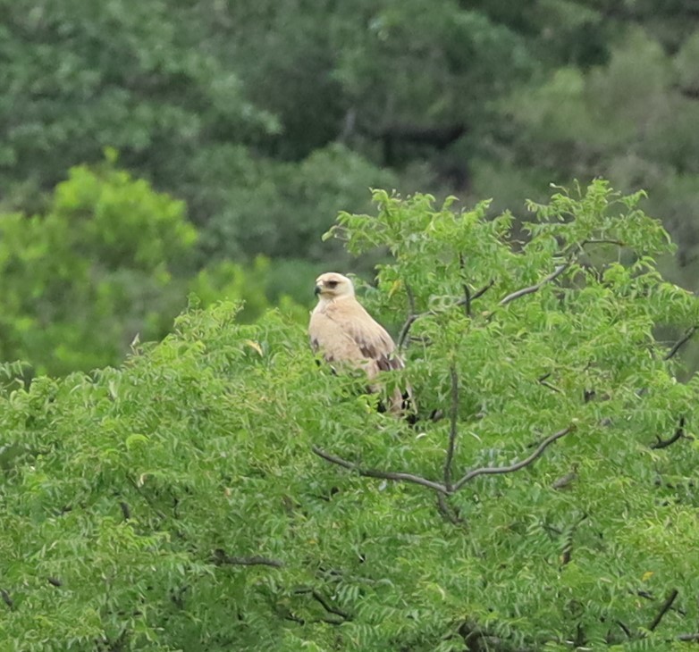 Tawny Eagle - ML533998121