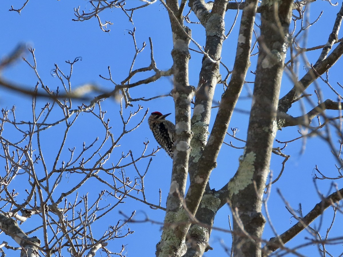 Yellow-bellied Sapsucker - ML533998571