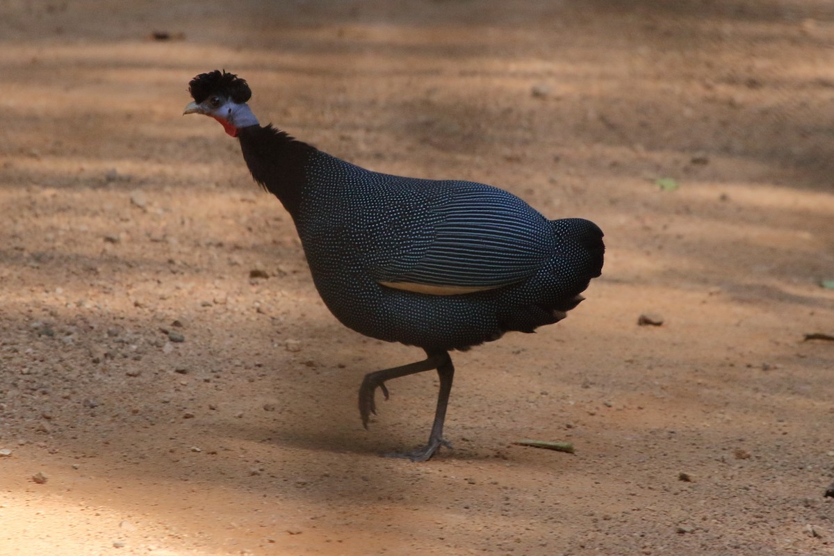 Western Crested Guineafowl - Fabio Olmos