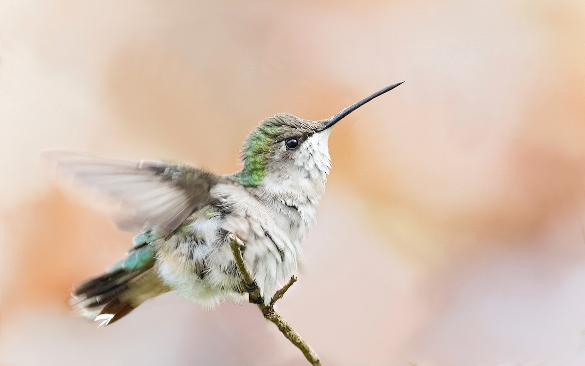 Ruby-throated Hummingbird - Tim White