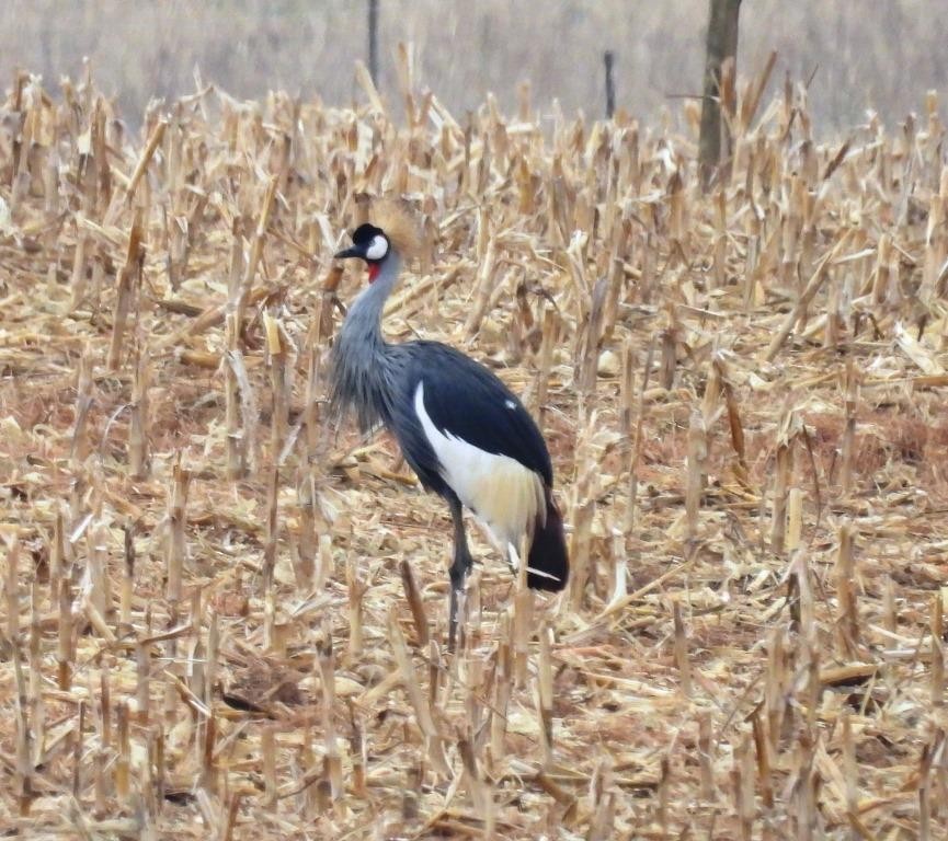 Gray Crowned-Crane - ML534001831