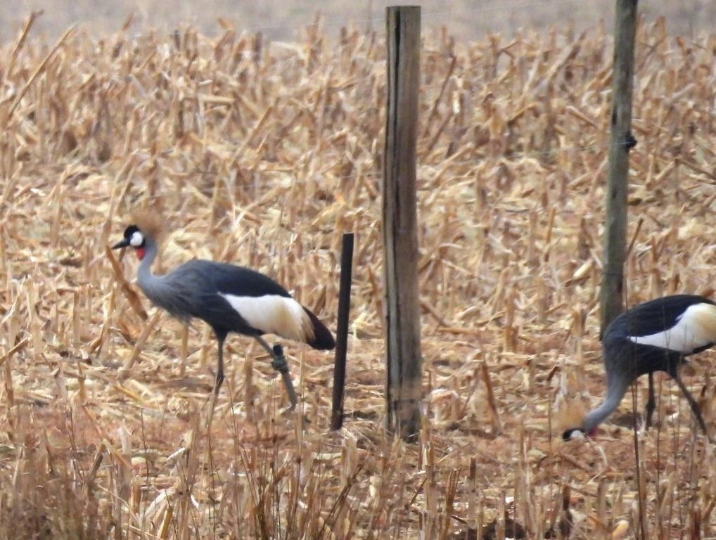 Gray Crowned-Crane - Stephen Long