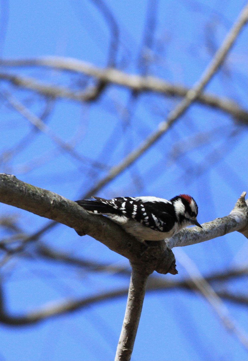 Downy Woodpecker - ML534001941