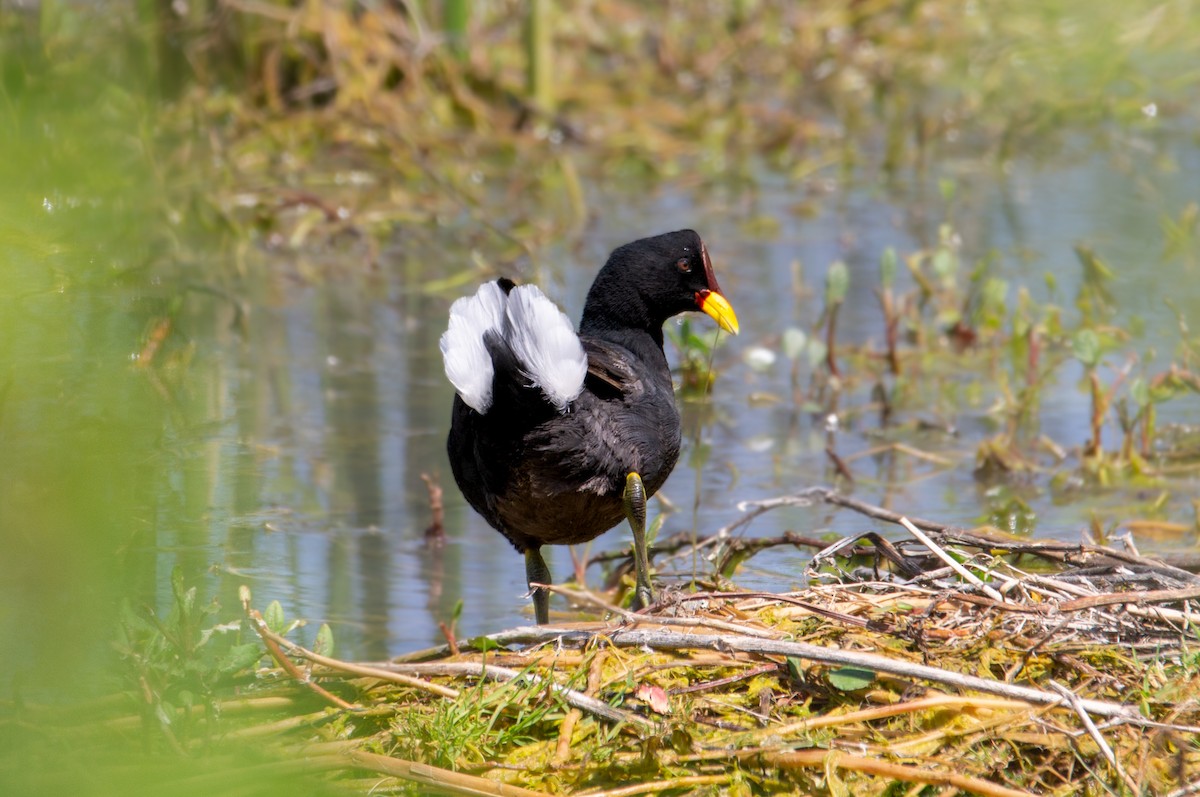 Red-fronted Coot - ML534001951
