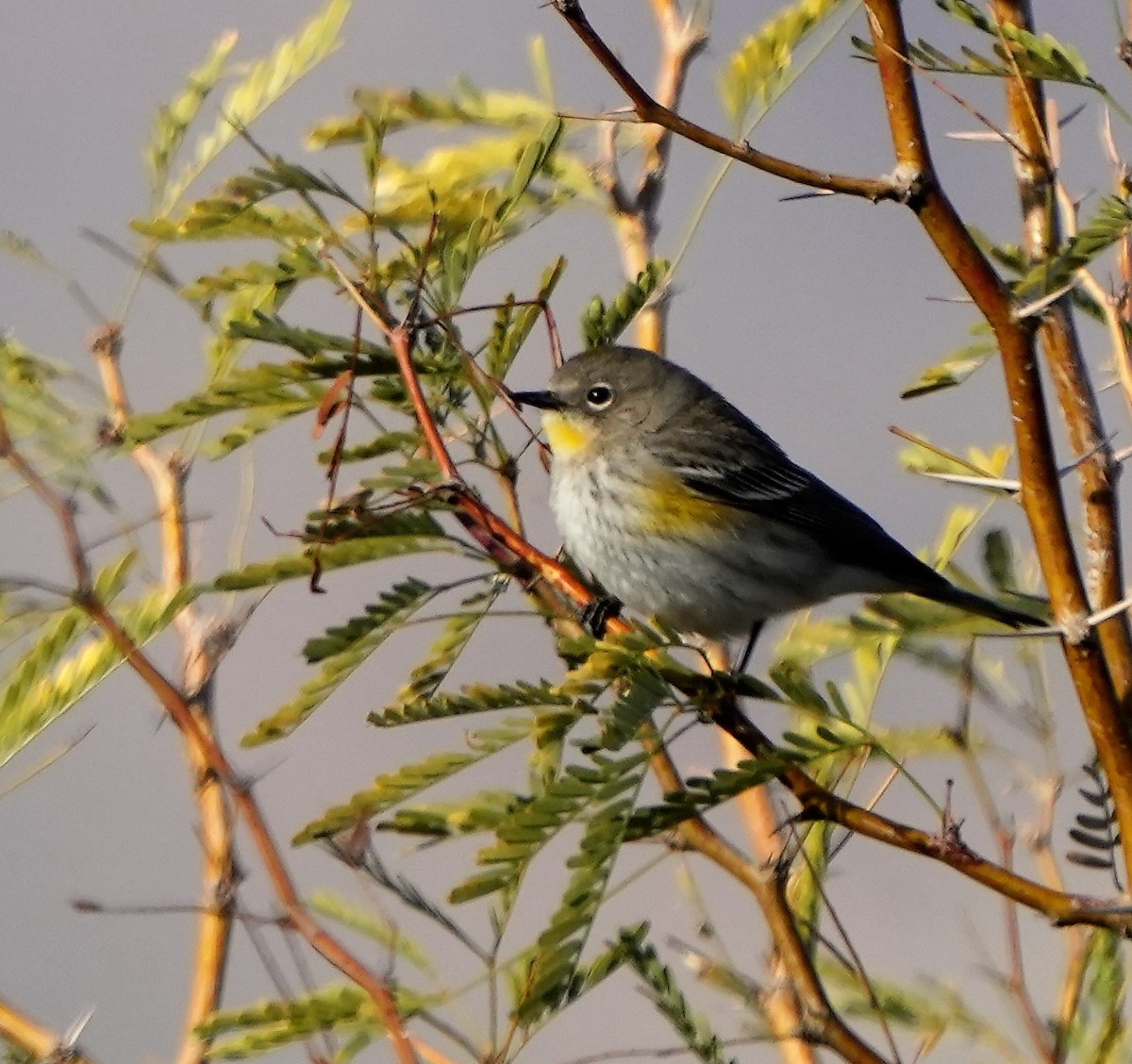 Yellow-rumped Warbler (Audubon's) - ML534001981