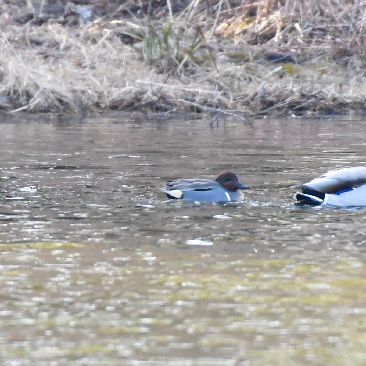 Green-winged Teal - Michael Myers