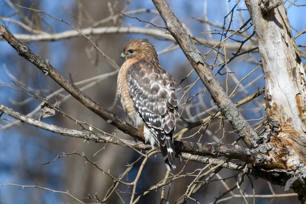 Red-shouldered Hawk - Michael Myers