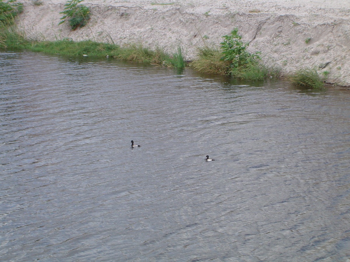 Lesser Scaup - ML534003381