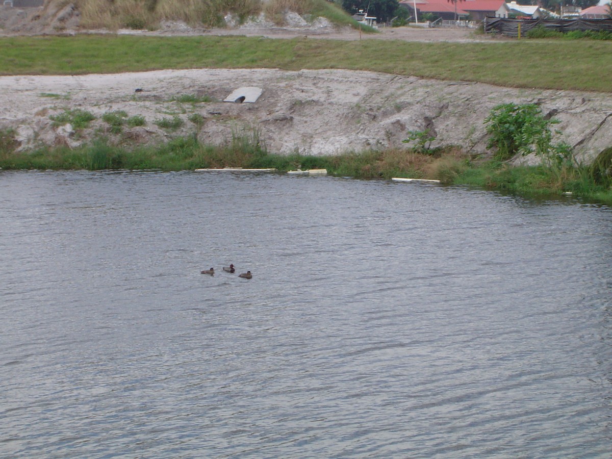 Porrón Americano - ML534003441