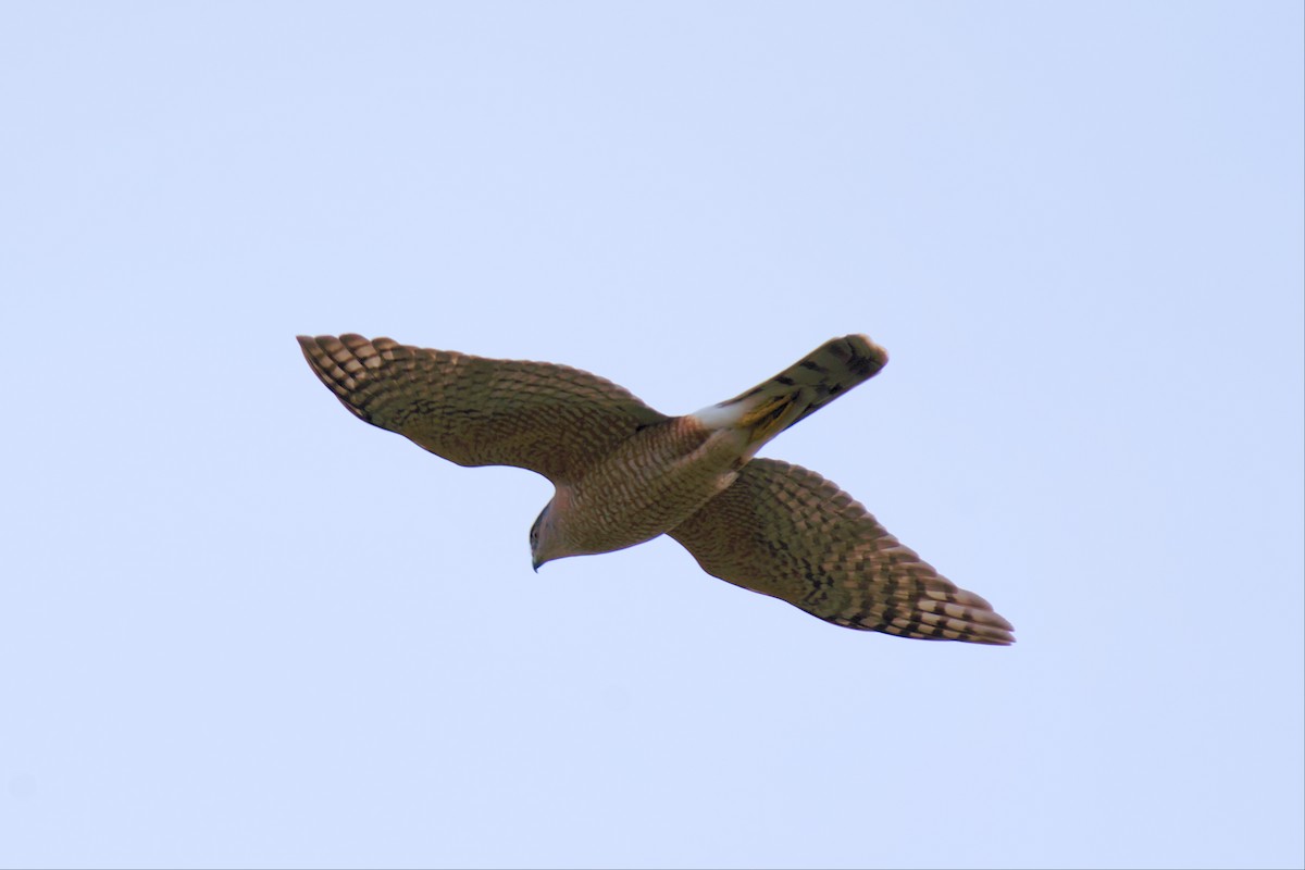 Cooper's Hawk - ML534004001