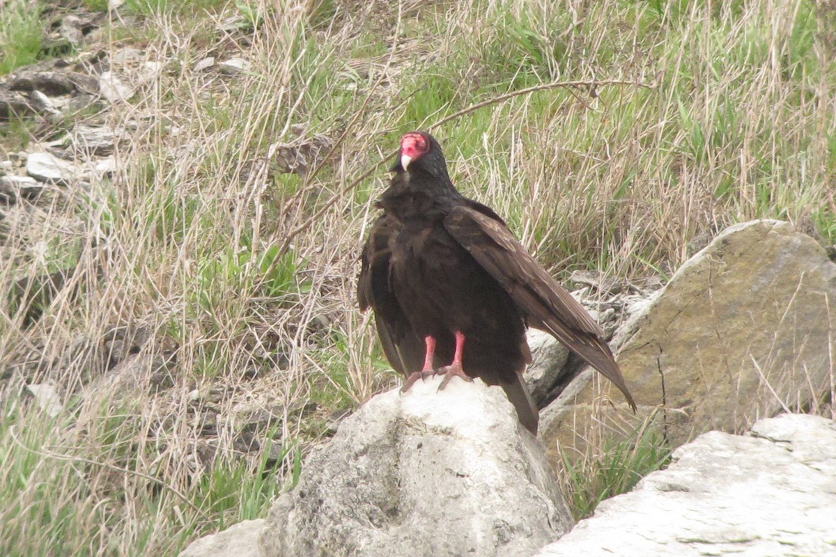 Turkey Vulture - ML53400421