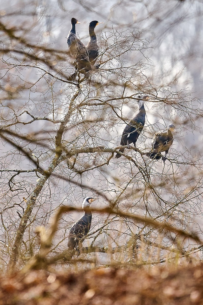 Great Cormorant - ML534004481