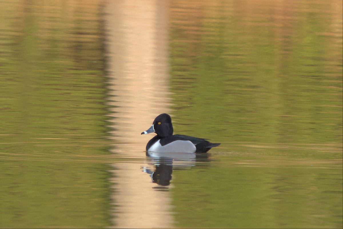 Ring-necked Duck - ML534005181