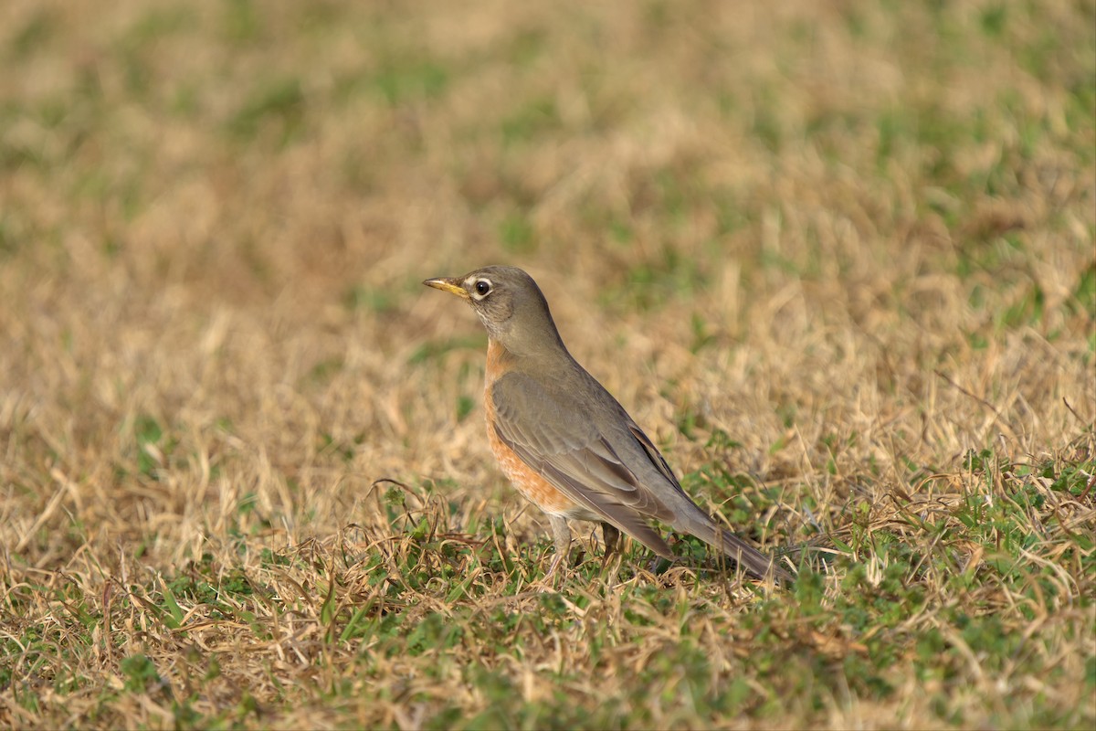 American Robin - ML534005411