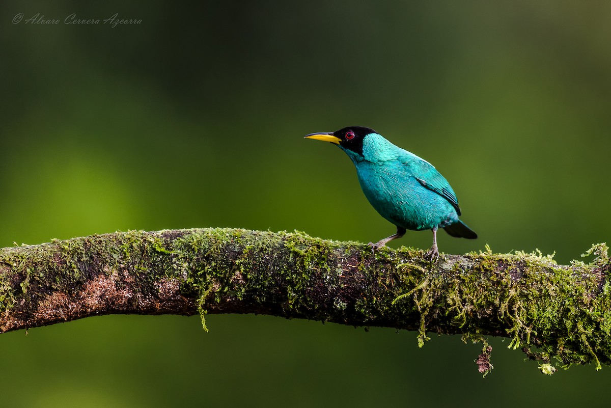 Green Honeycreeper - Alvaro Cervera