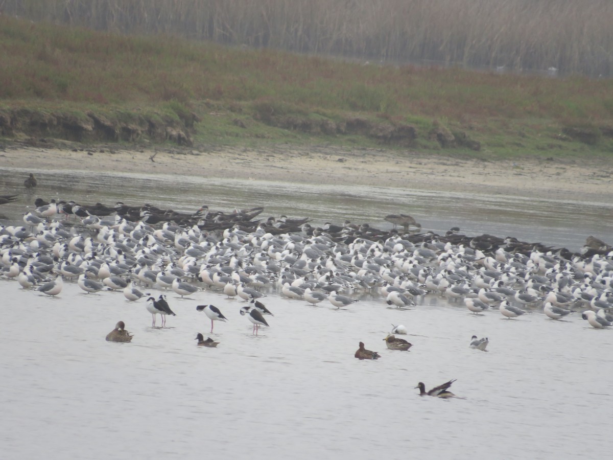 Franklin's Gull - ML534006001