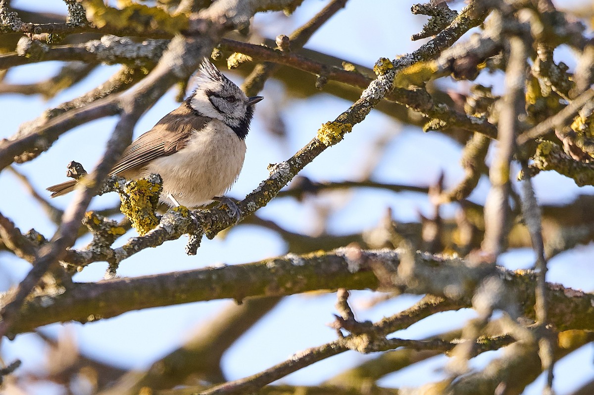Crested Tit - ML534006271