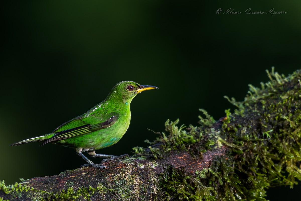 Green Honeycreeper - ML534006421