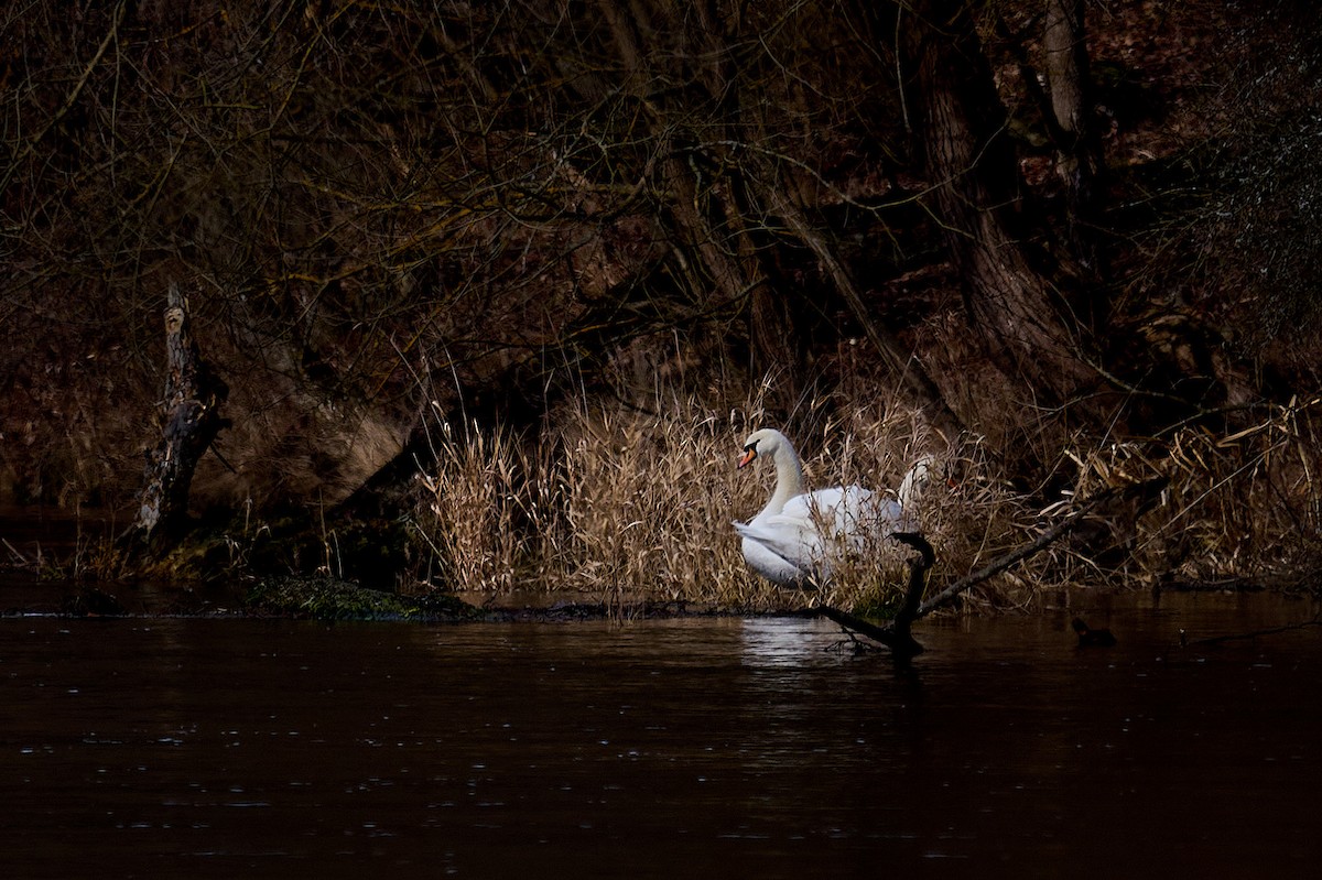 Mute Swan - ML534006531