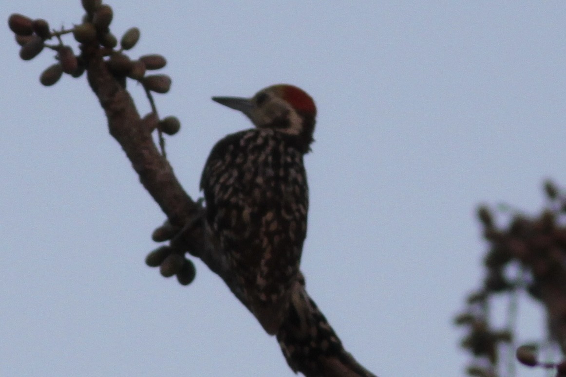 Yellow-crowned Woodpecker - ML534006651