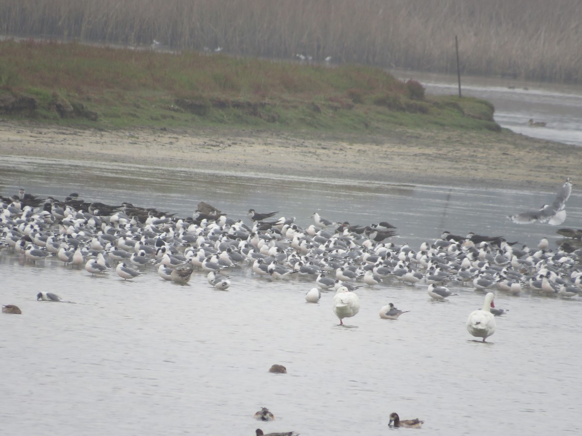 Franklin's Gull - ML534006991