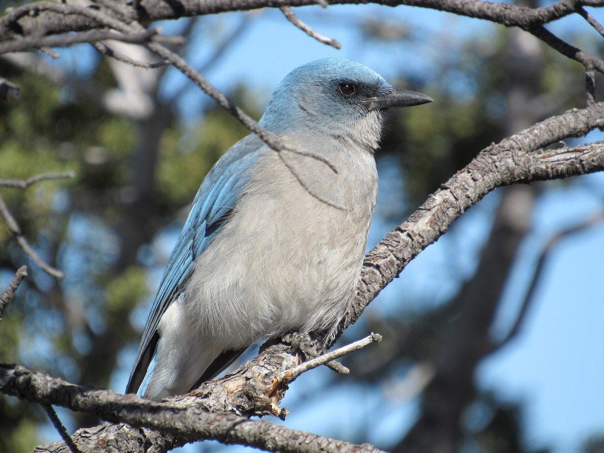 Mexican Jay - ML534007001