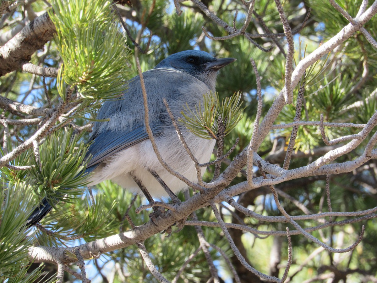Mexican Jay - ML534007111