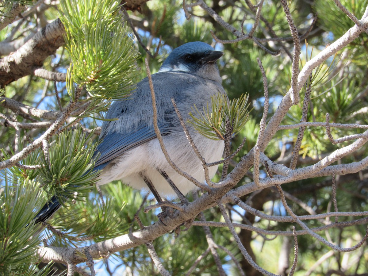 Mexican Jay - ML534007281