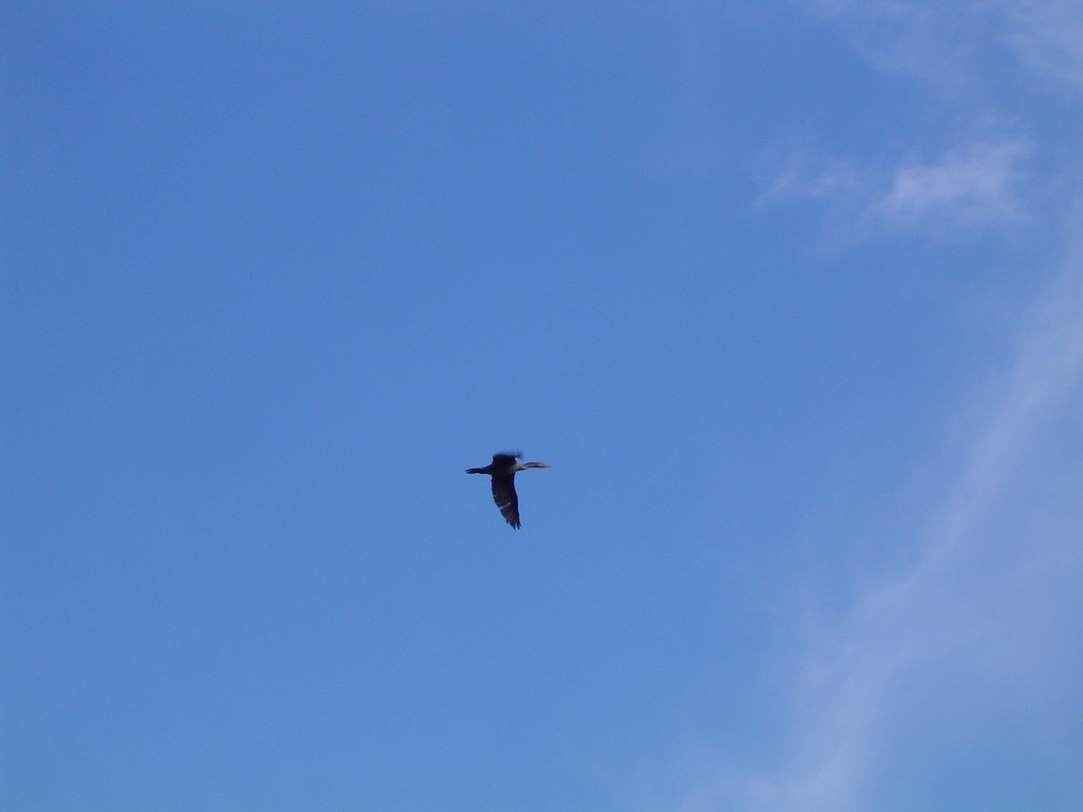 Double-crested Cormorant - ML534007751