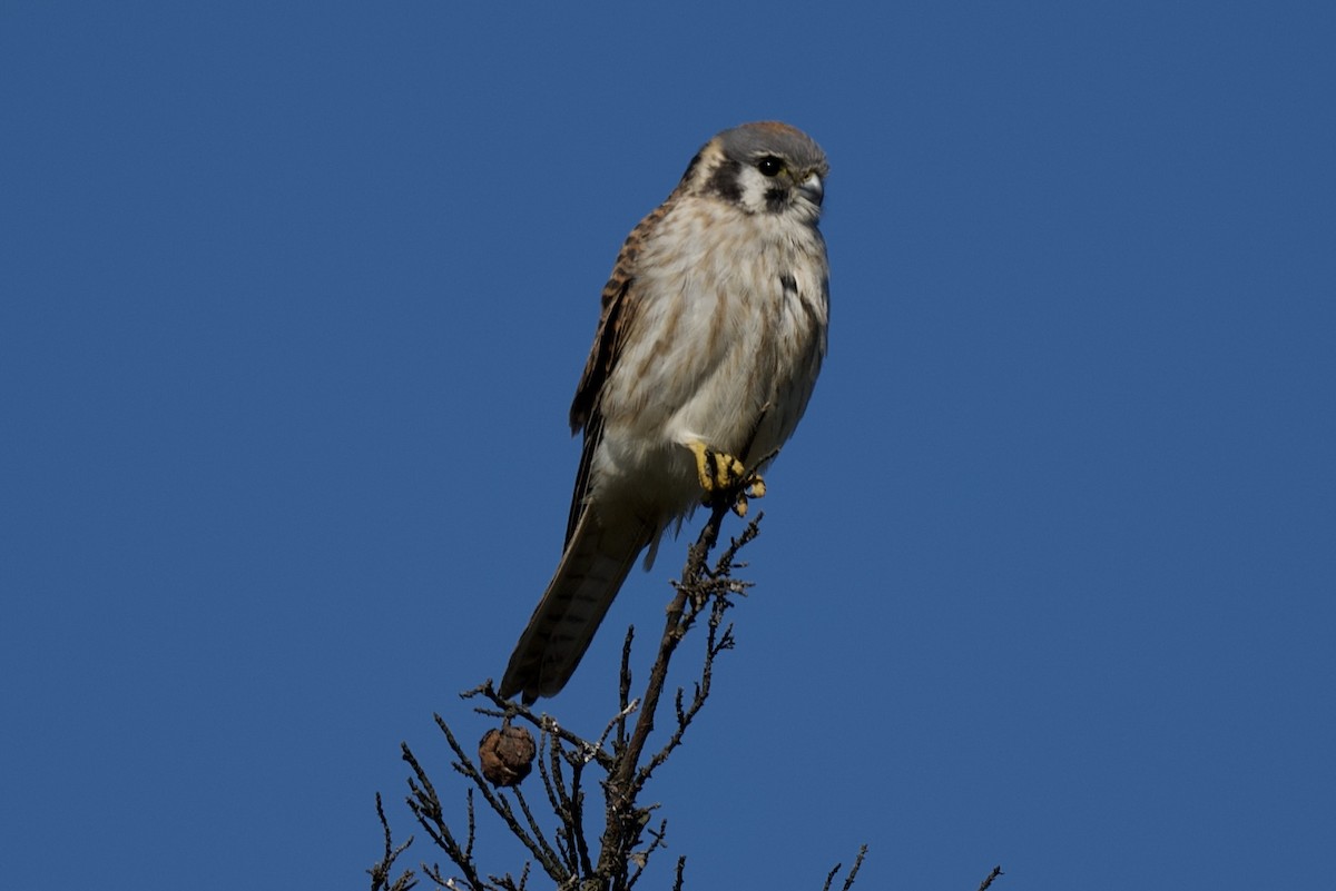 American Kestrel - ML534007811