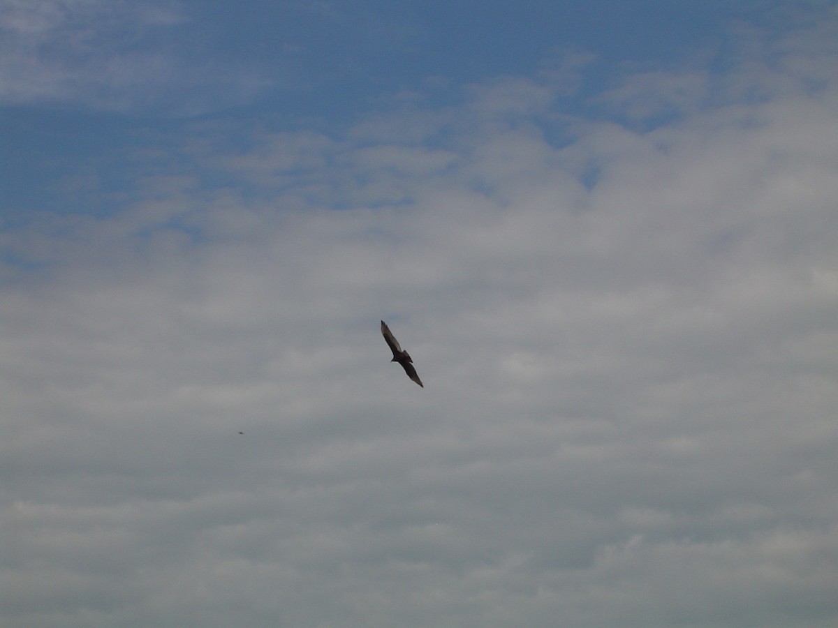 Aura Gallipavo - ML534007841