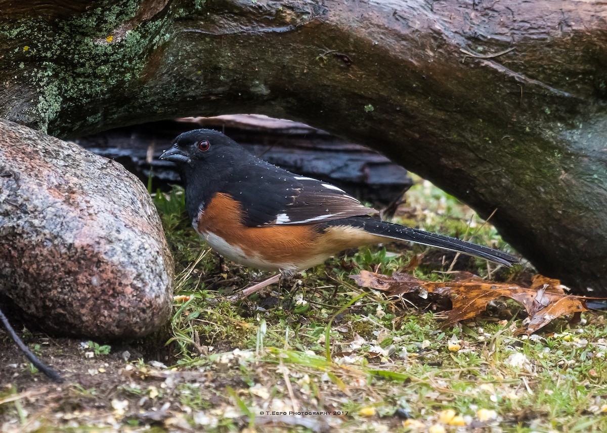 Eastern Towhee - ML53400791