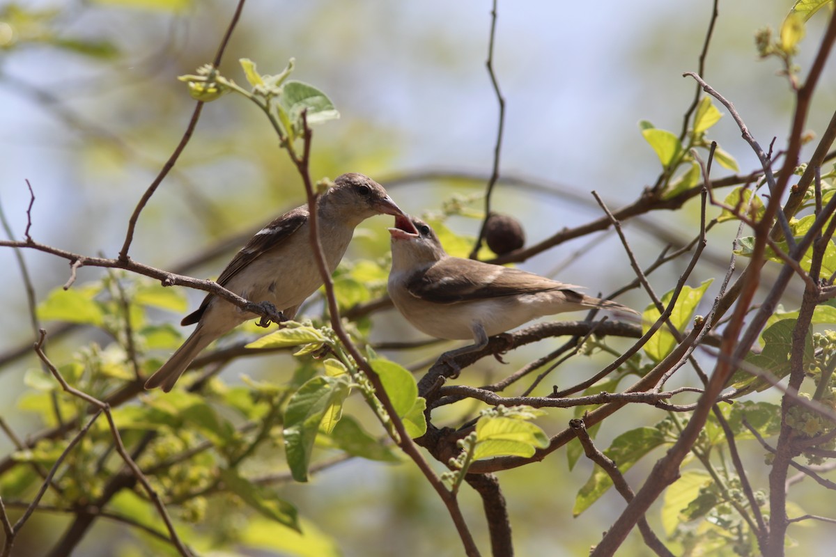 Yellow-throated Sparrow - Vikas Madhav Nagarajan