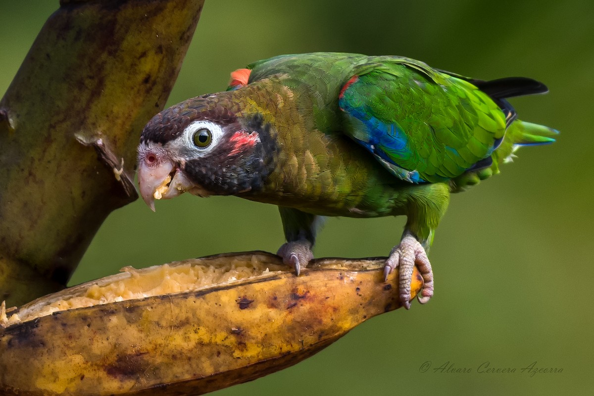 Brown-hooded Parrot - ML534008381