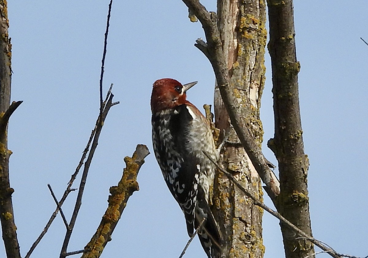 Red-breasted Sapsucker - ML534008721