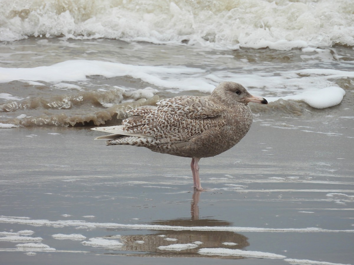 Glaucous Gull - Dan Pointon