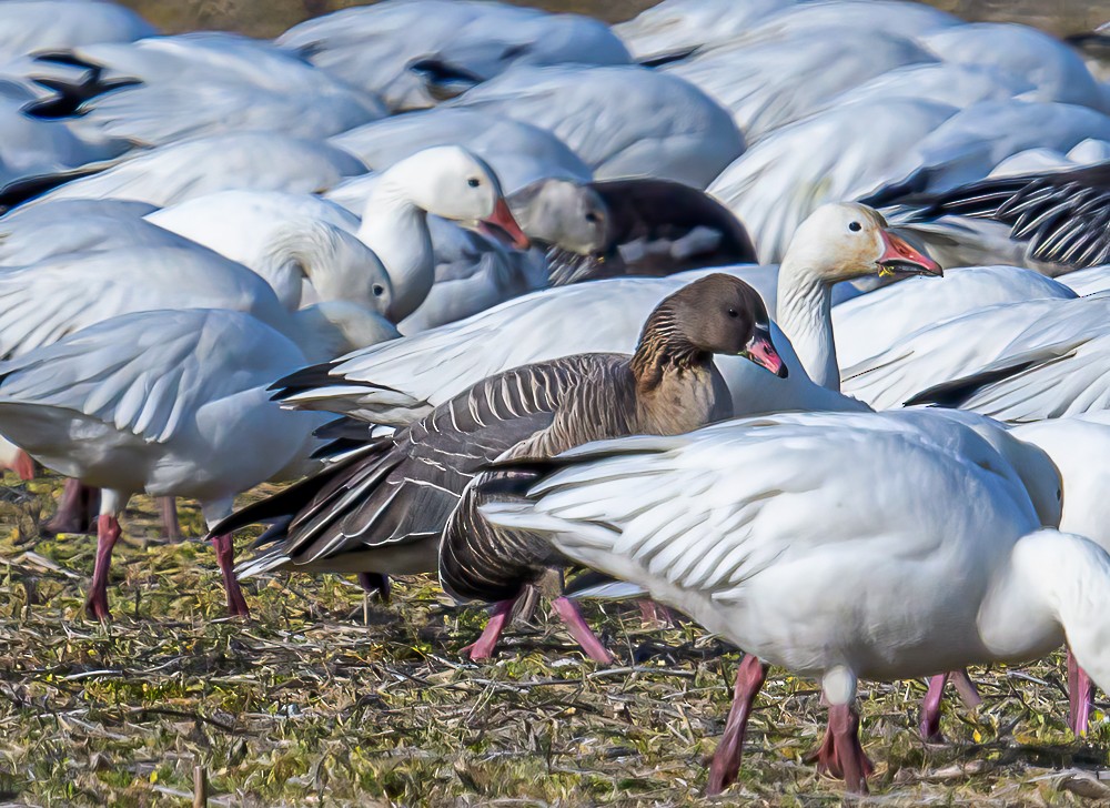 Pink-footed Goose - ML534009881