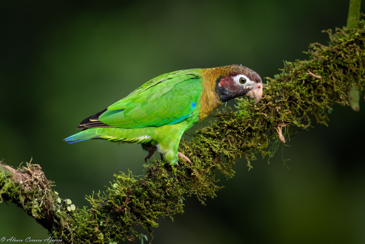 Brown-hooded Parrot - ML534010021