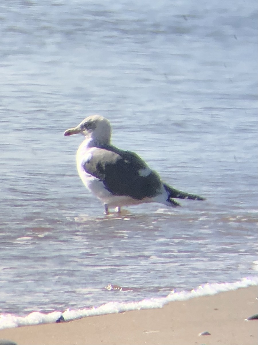 Lesser Black-backed Gull - ML534010371