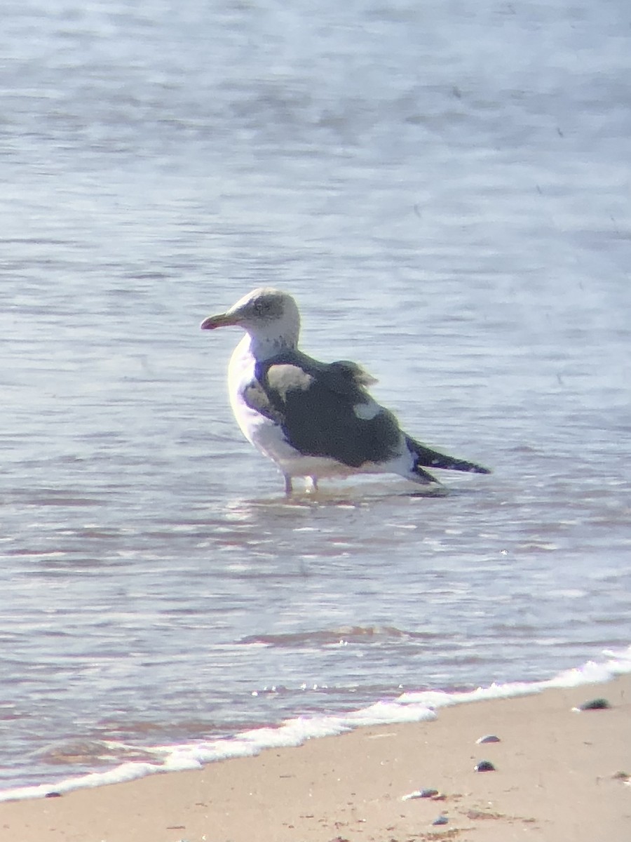 Lesser Black-backed Gull - ML534010391