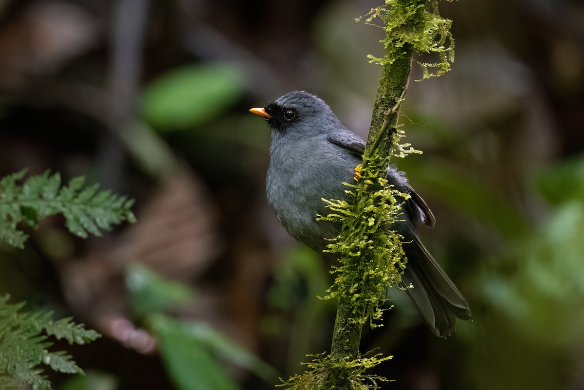 Black-faced Solitaire - Adam Jackson