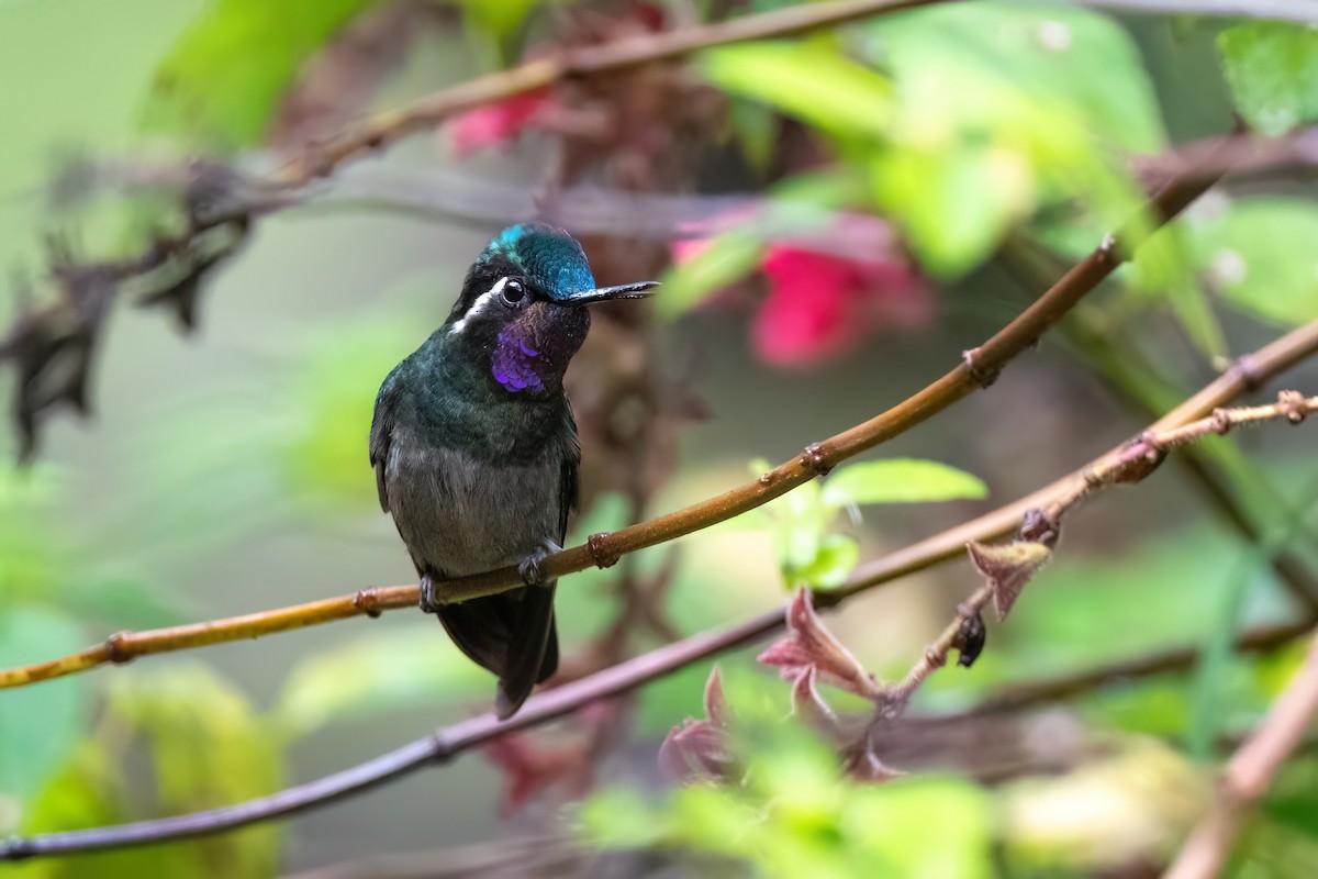 Purple-throated Mountain-gem - ML534010881