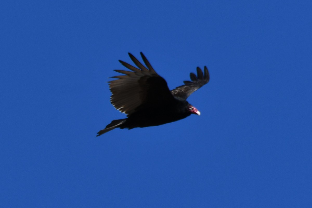 Urubu à tête rouge - ML534010911