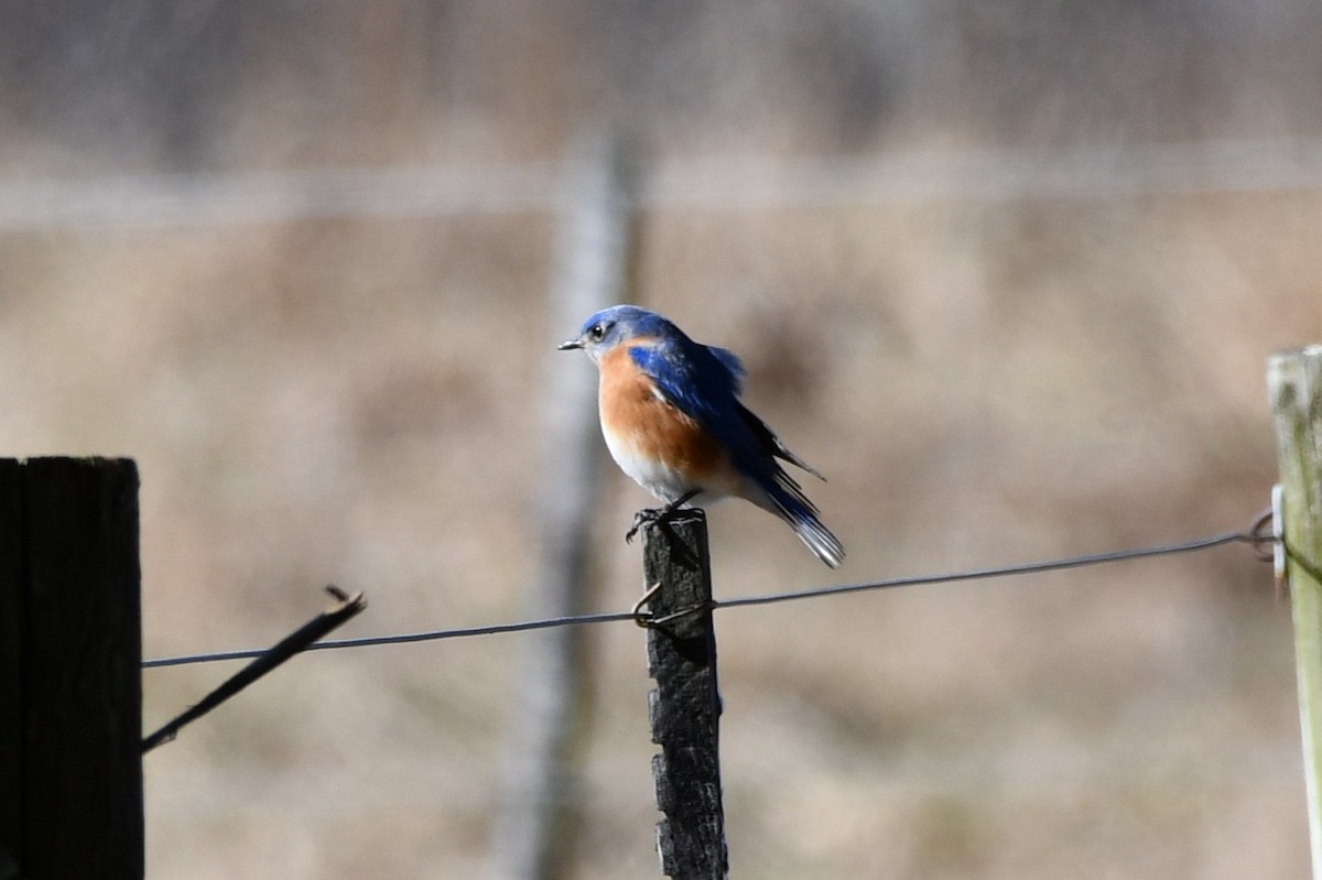 Eastern Bluebird - ML534011031