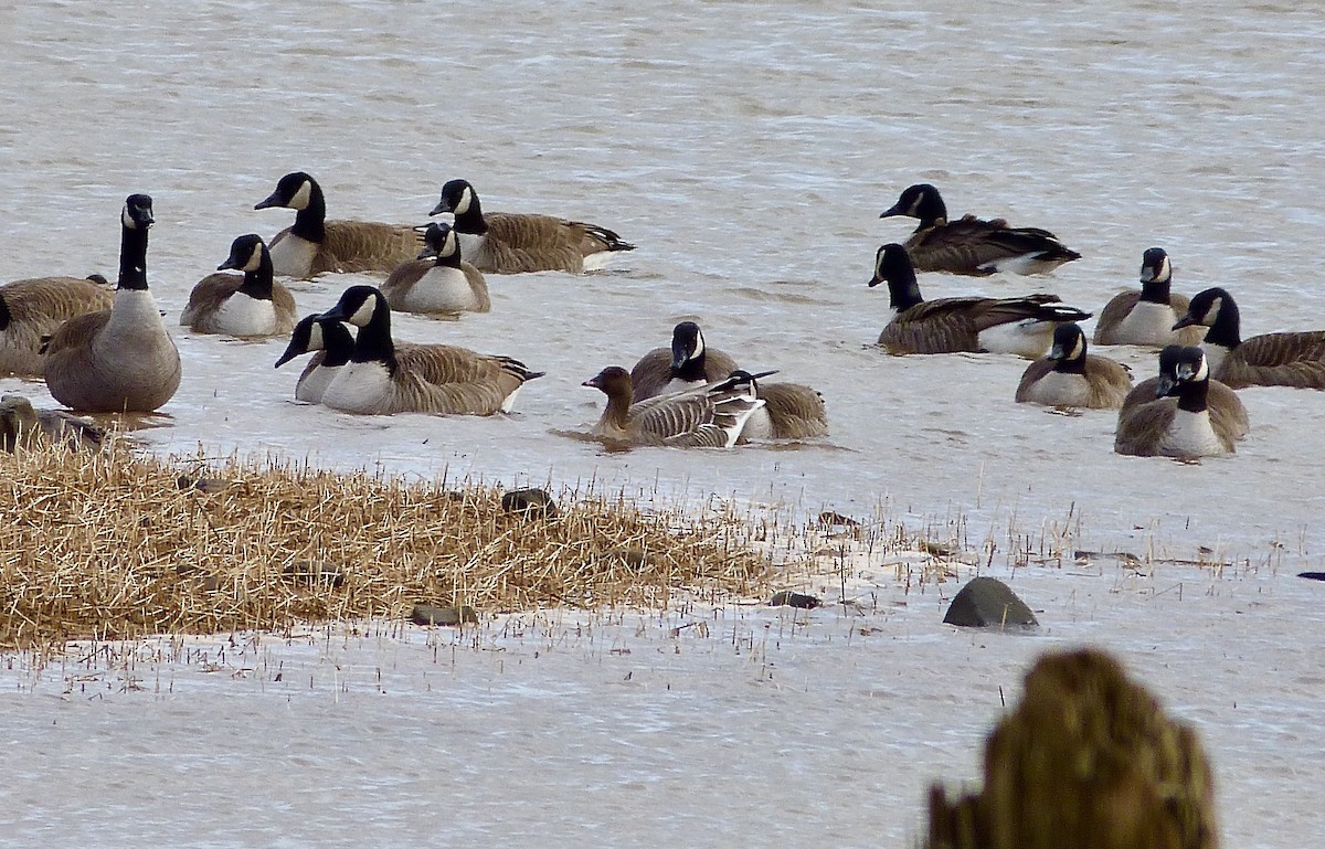 Pink-footed Goose - ML534012311